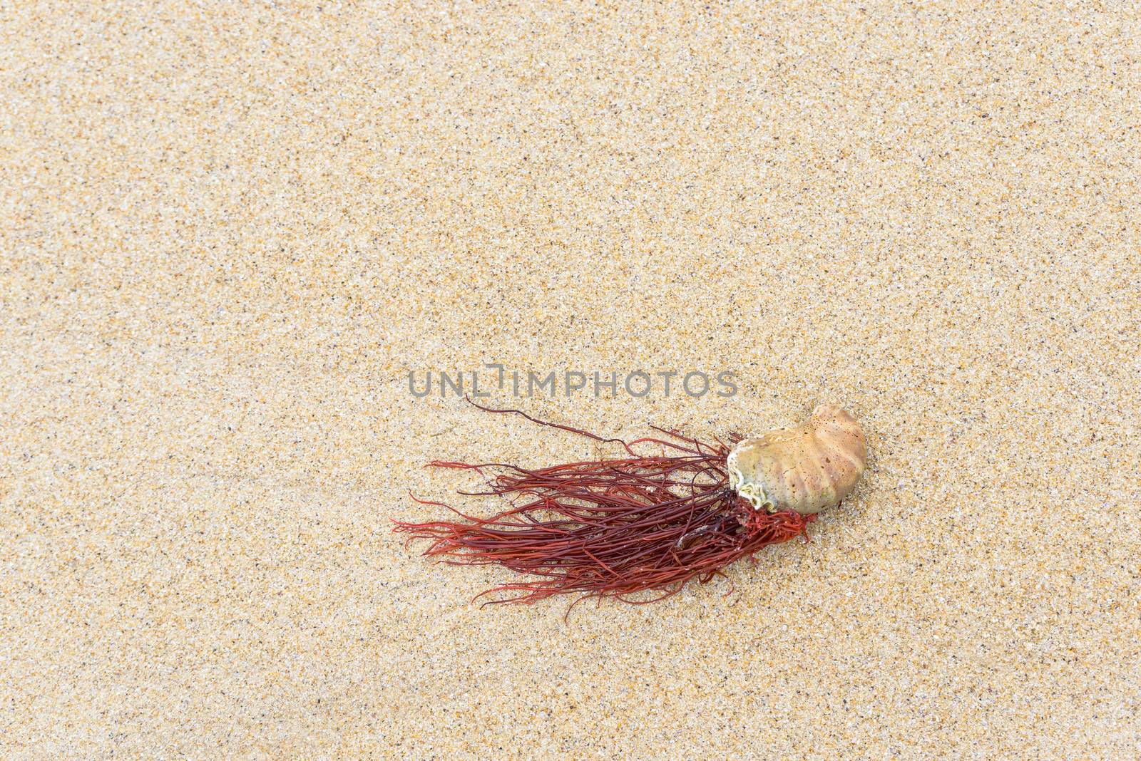 Seashell and seaweed on a beach