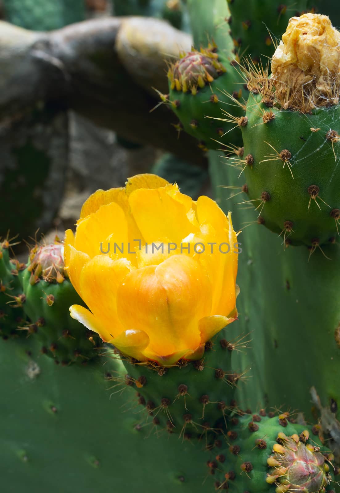 Close up of cactus flower