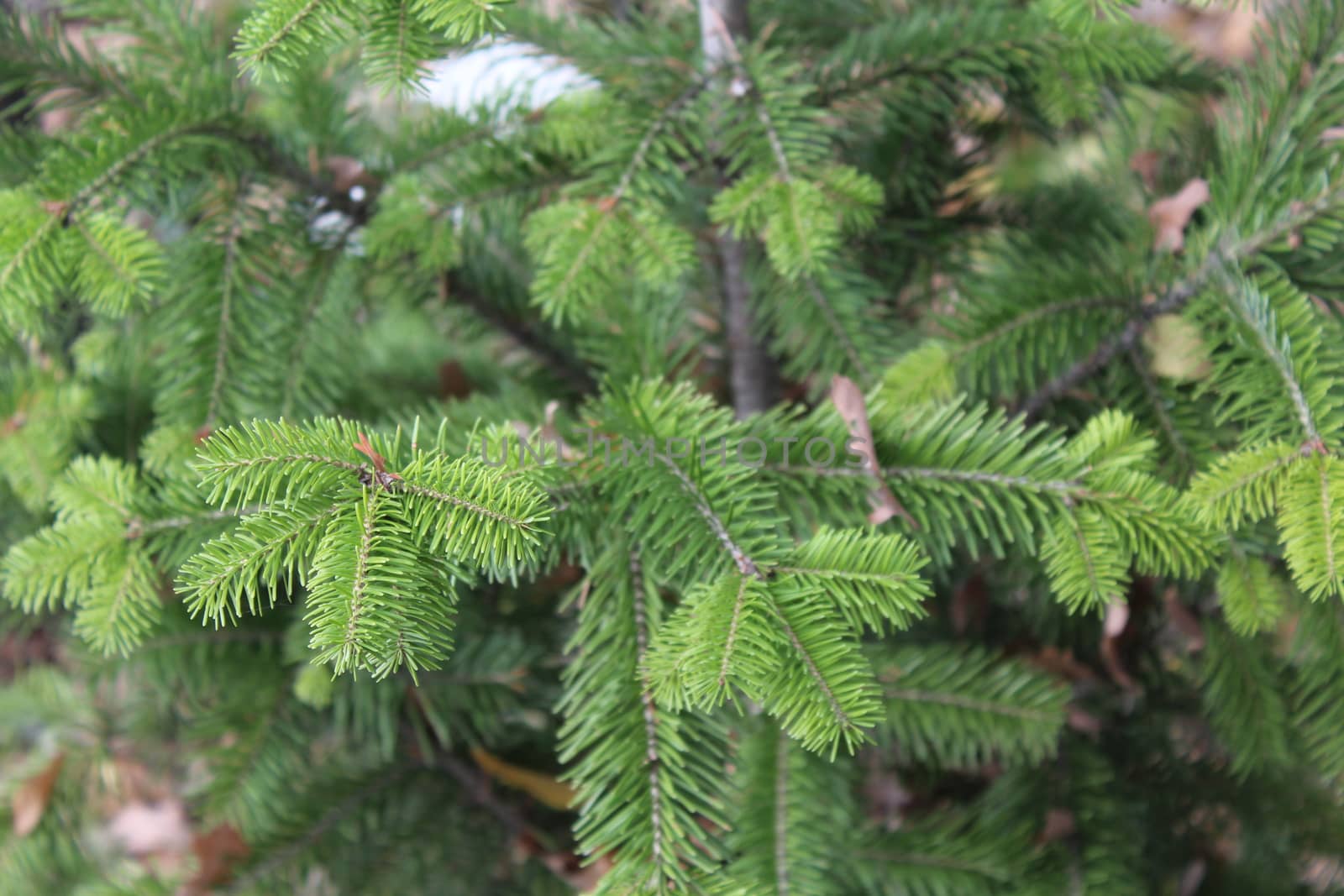 Spruce Needles by nurjan100