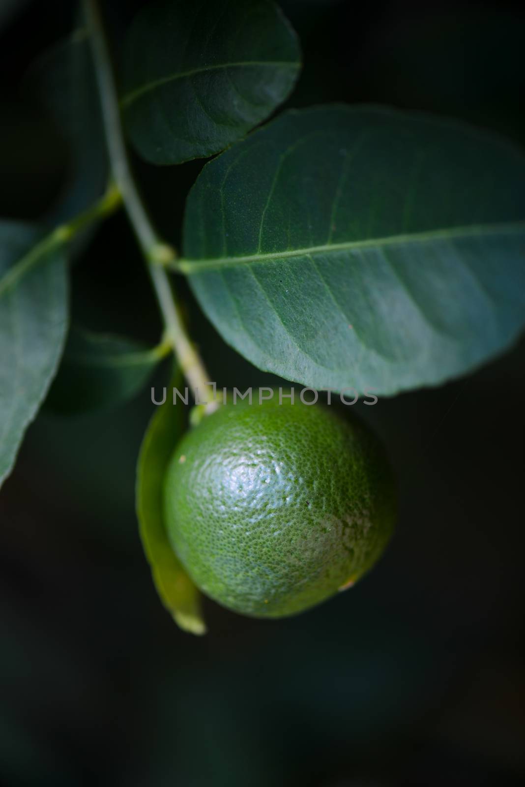 lemon tree by antpkr