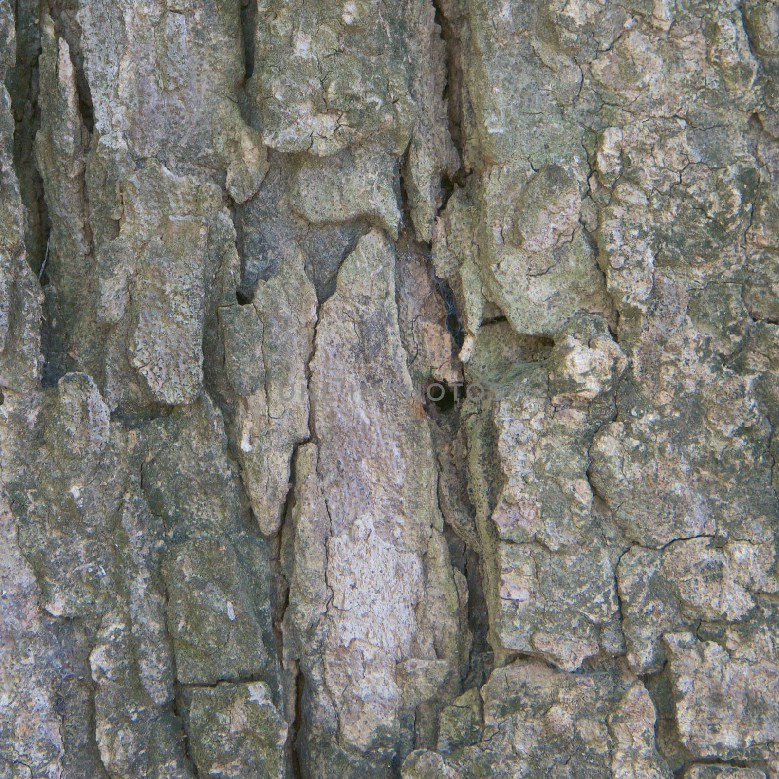 Closeup aged bark in forest texture by eaglesky