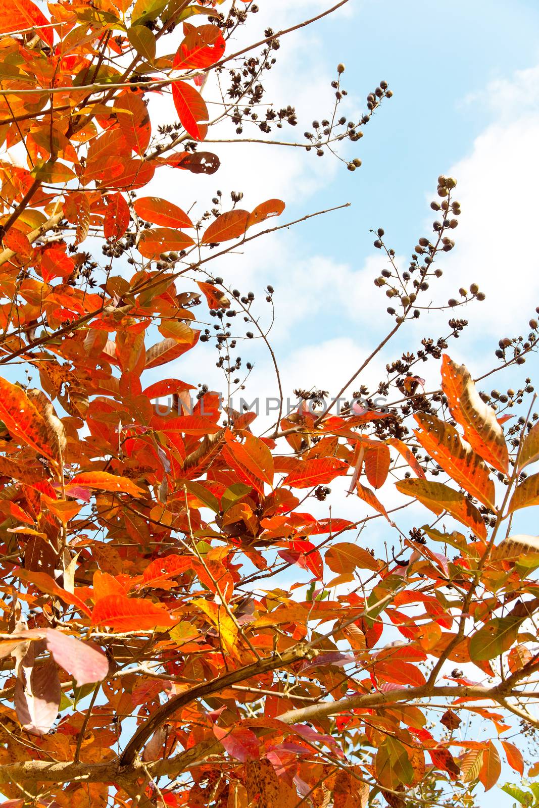 Image of autumn leaves background