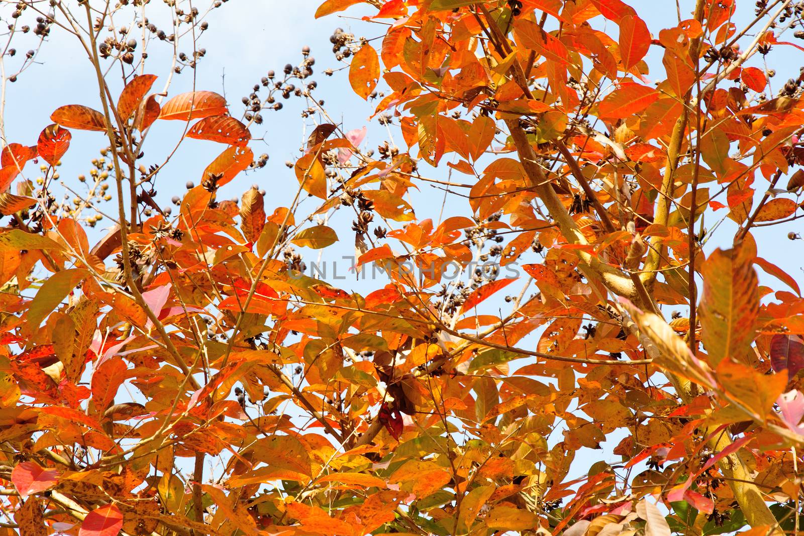 Image of autumn leaves background
