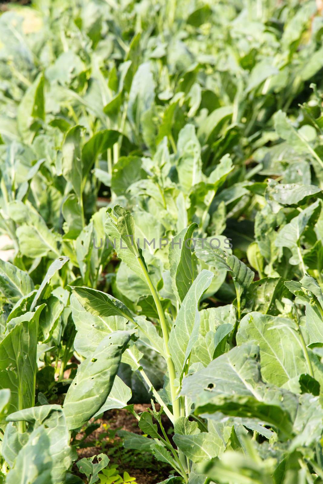 kale vegetable on farm
