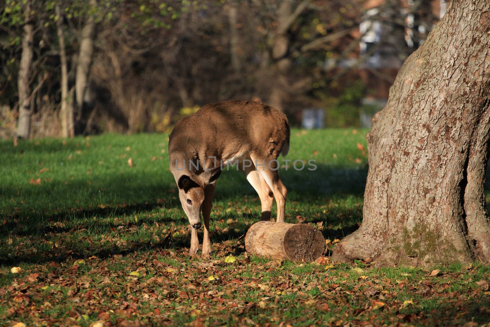 White-tailed deer in early fall morning light