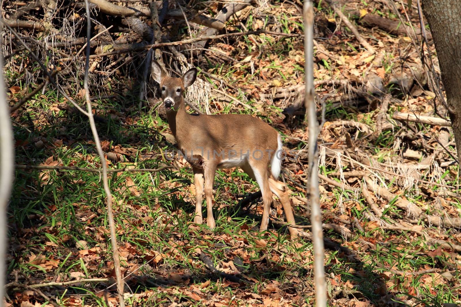 White-tailed deer in early fall morning light