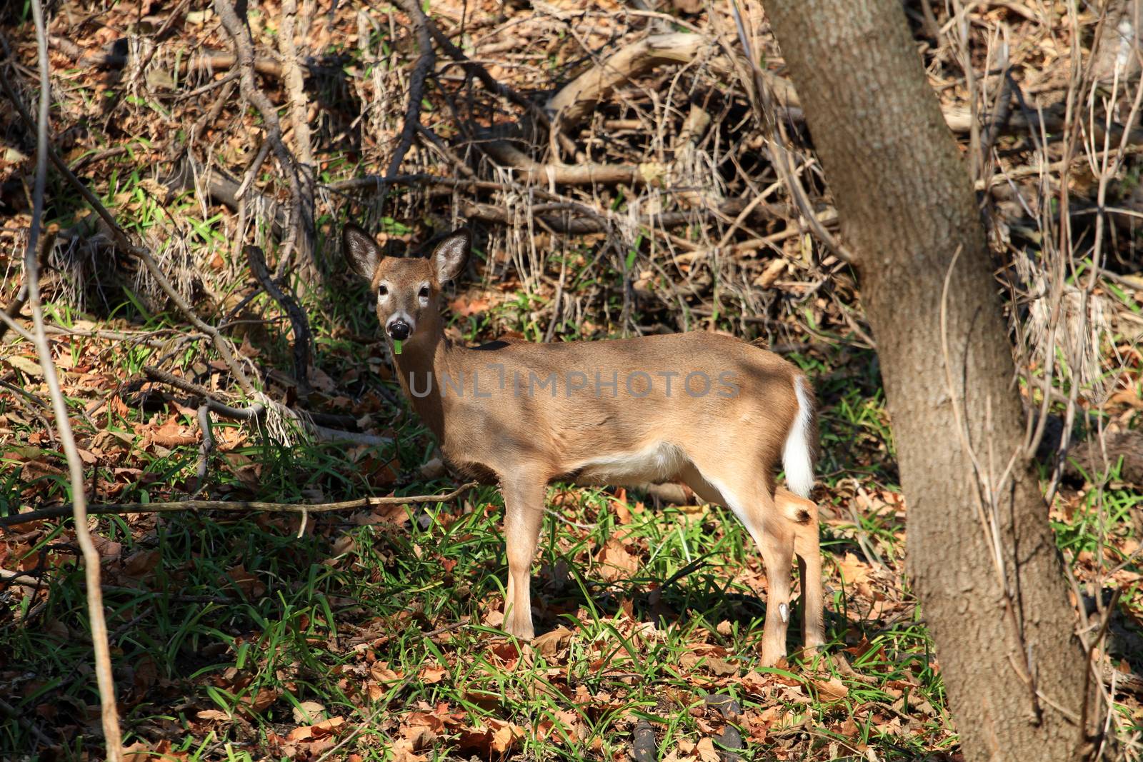 White-tailed deer in early fall morning light