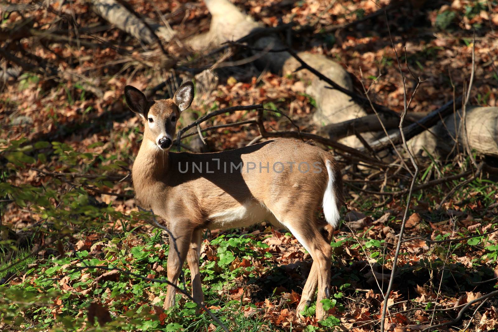 White-tailed deer in early fall morning light