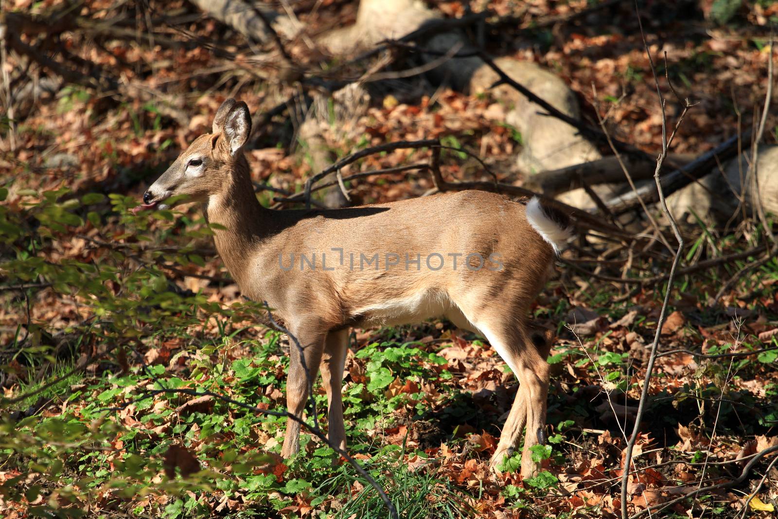 White-tailed deer in early fall morning light