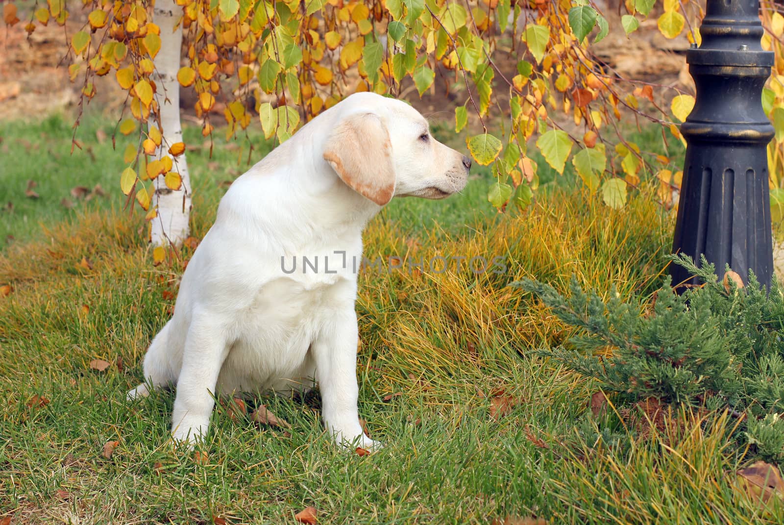 a nice yellow labrador puppy playing in green grass in autumn