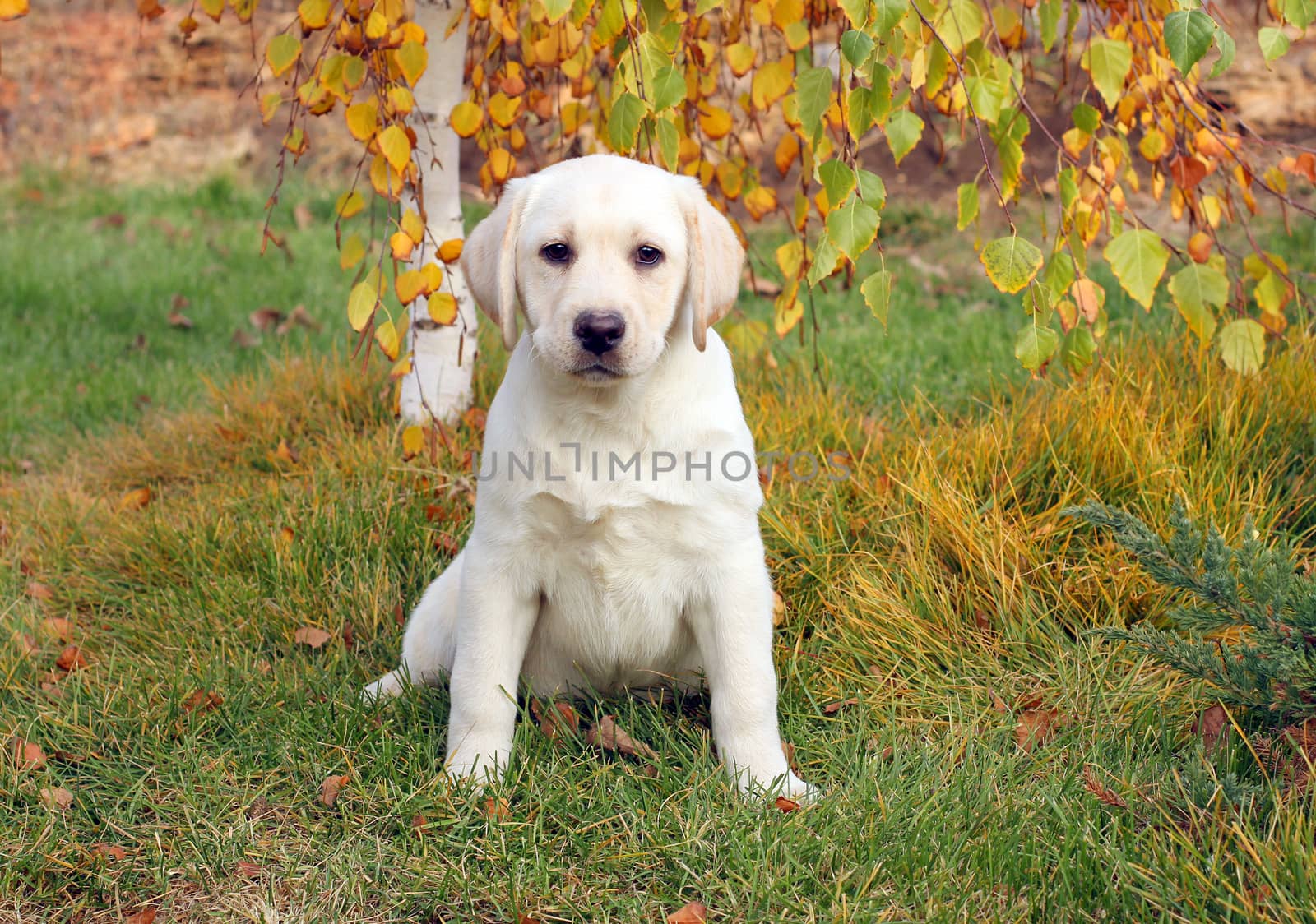 the nice yellow labrador puppy playing in green grass in autumn