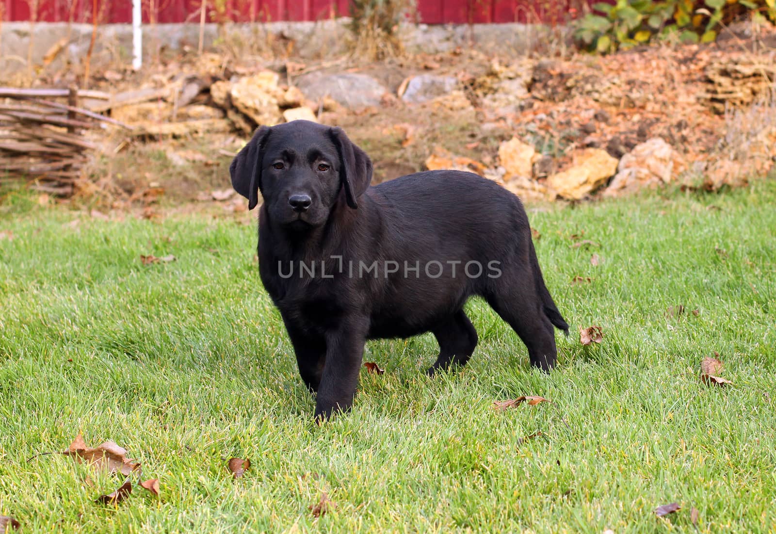 a nice black labrador puppy playing in green grass in autumn