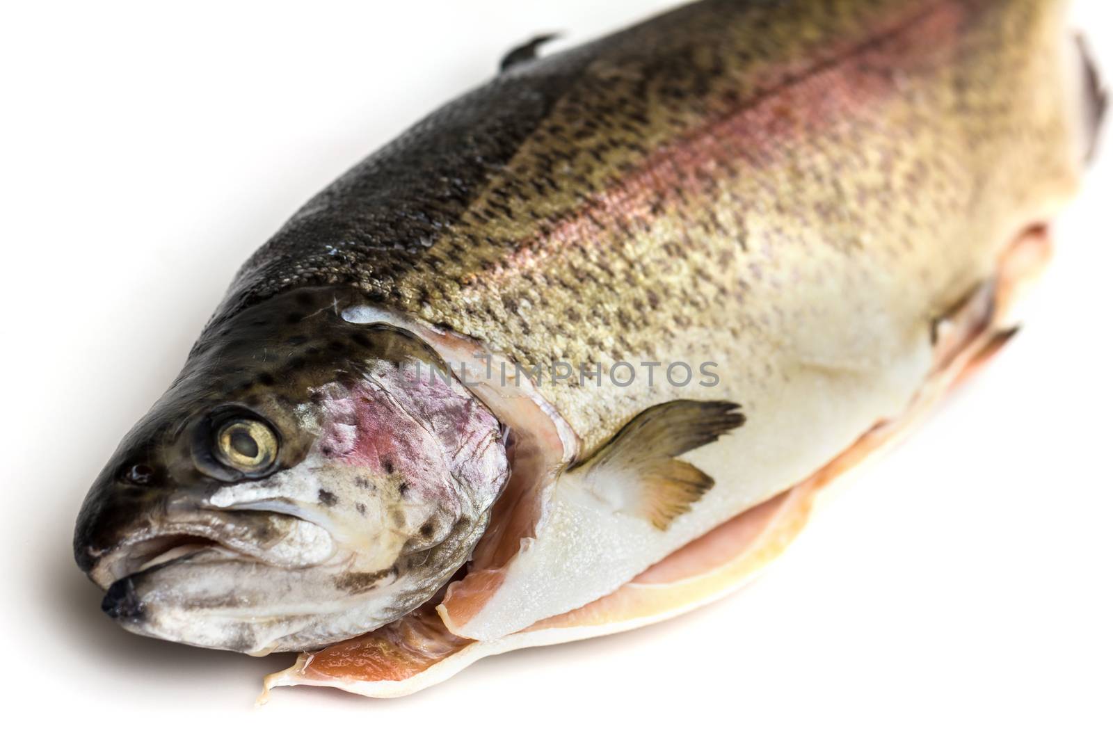 Fresh Salmon trout with bay leaf, black pepper and onion isolated