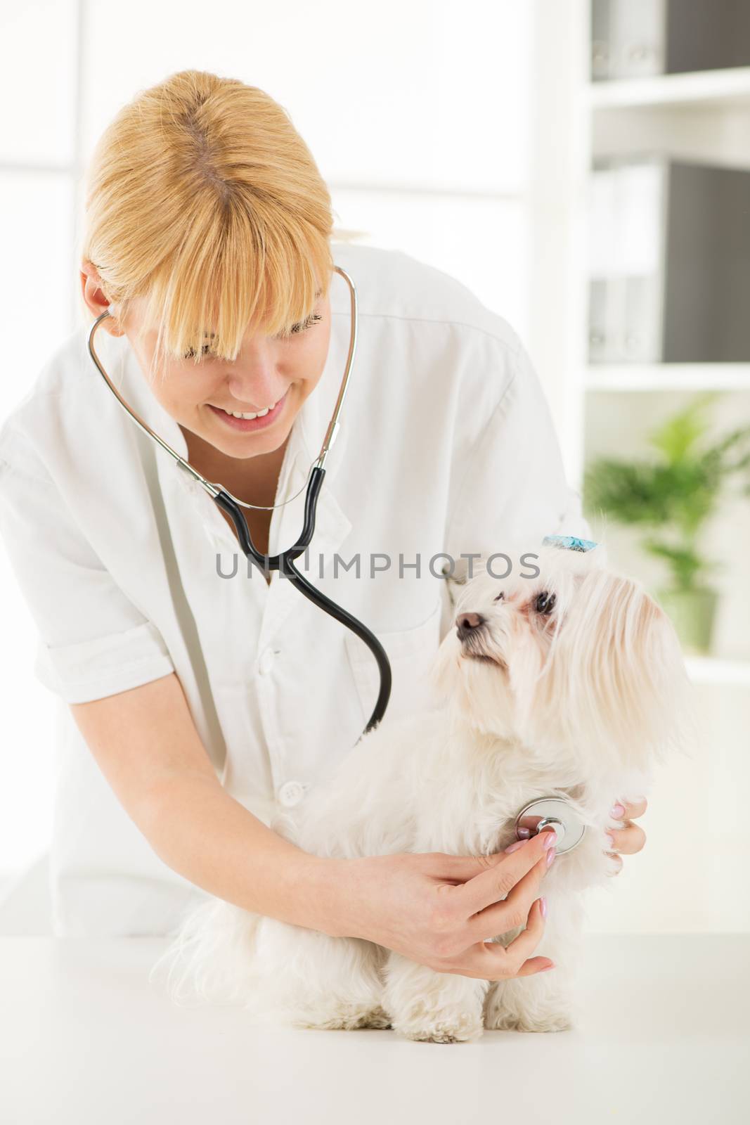 Young female veterinary examining a maltese dog at the doctor's office