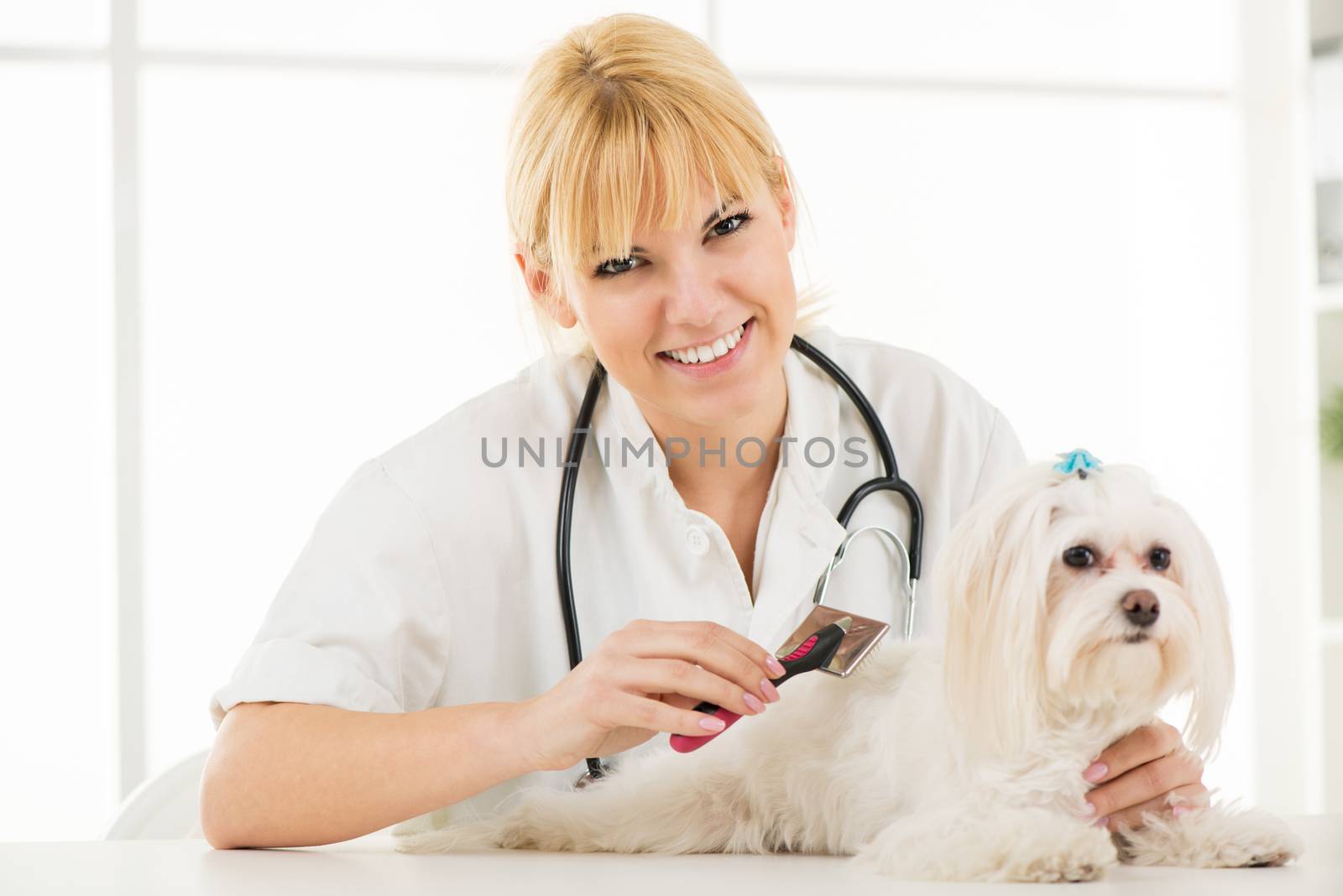 Beautiful woman grooming maltese dog.