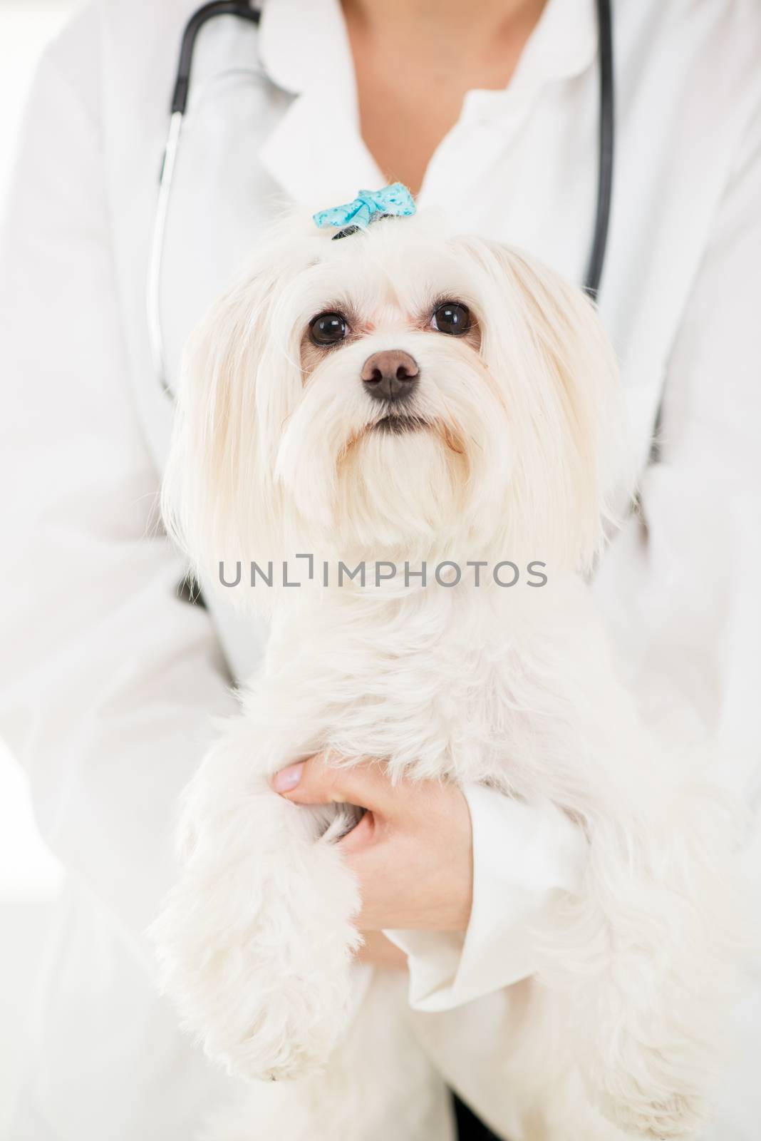 Portrait Maltese dog 