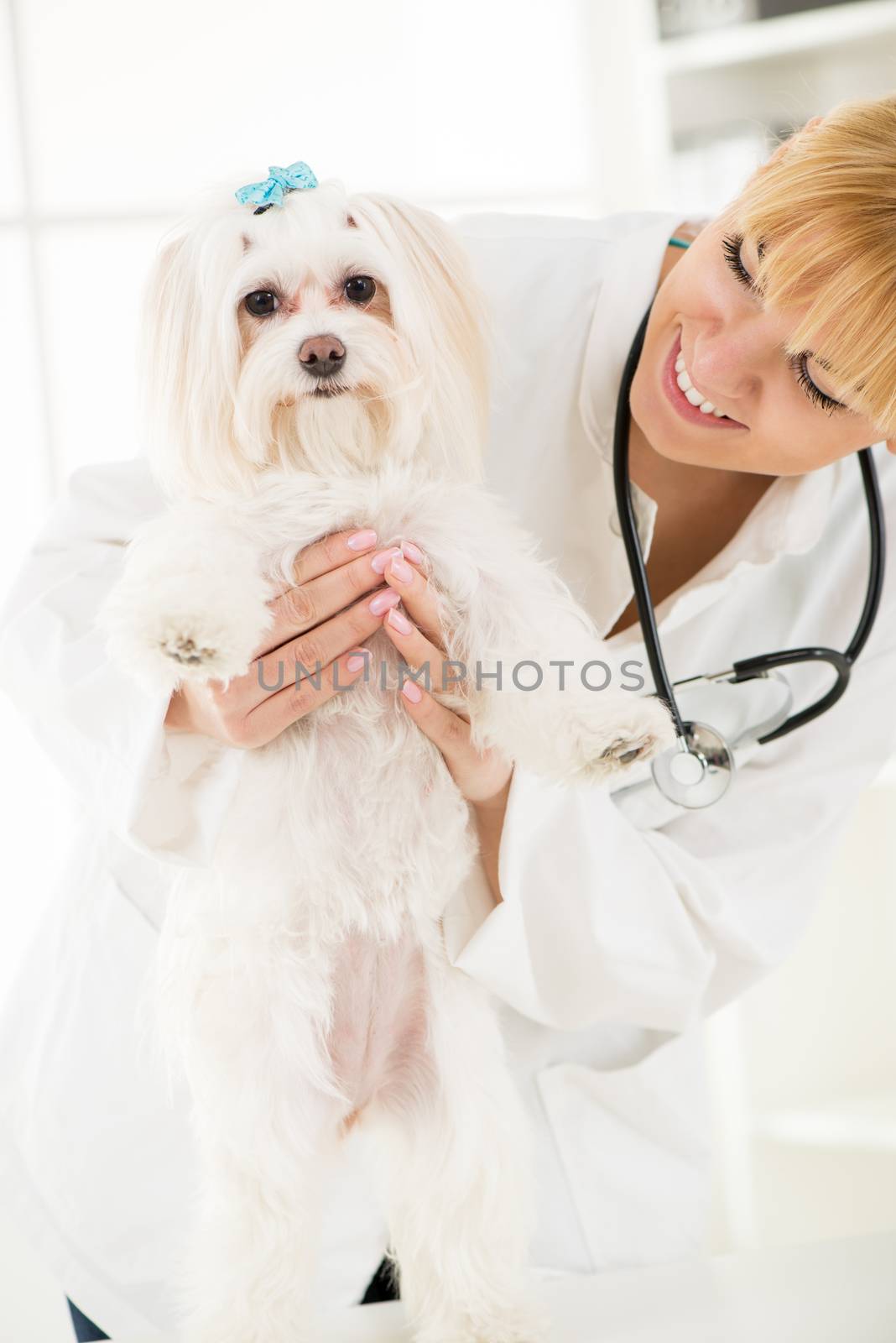 Young female veterinary holding a maltese dog at the doctor's office