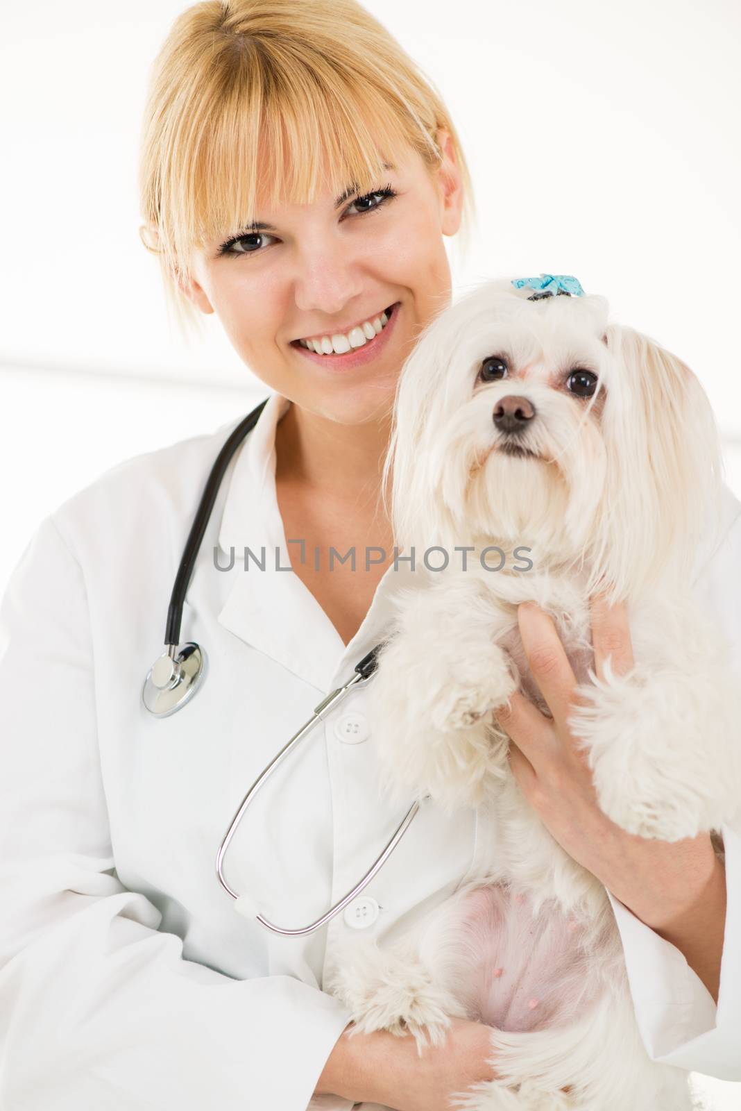 Young female veterinary holding a maltese dog at the doctor's office