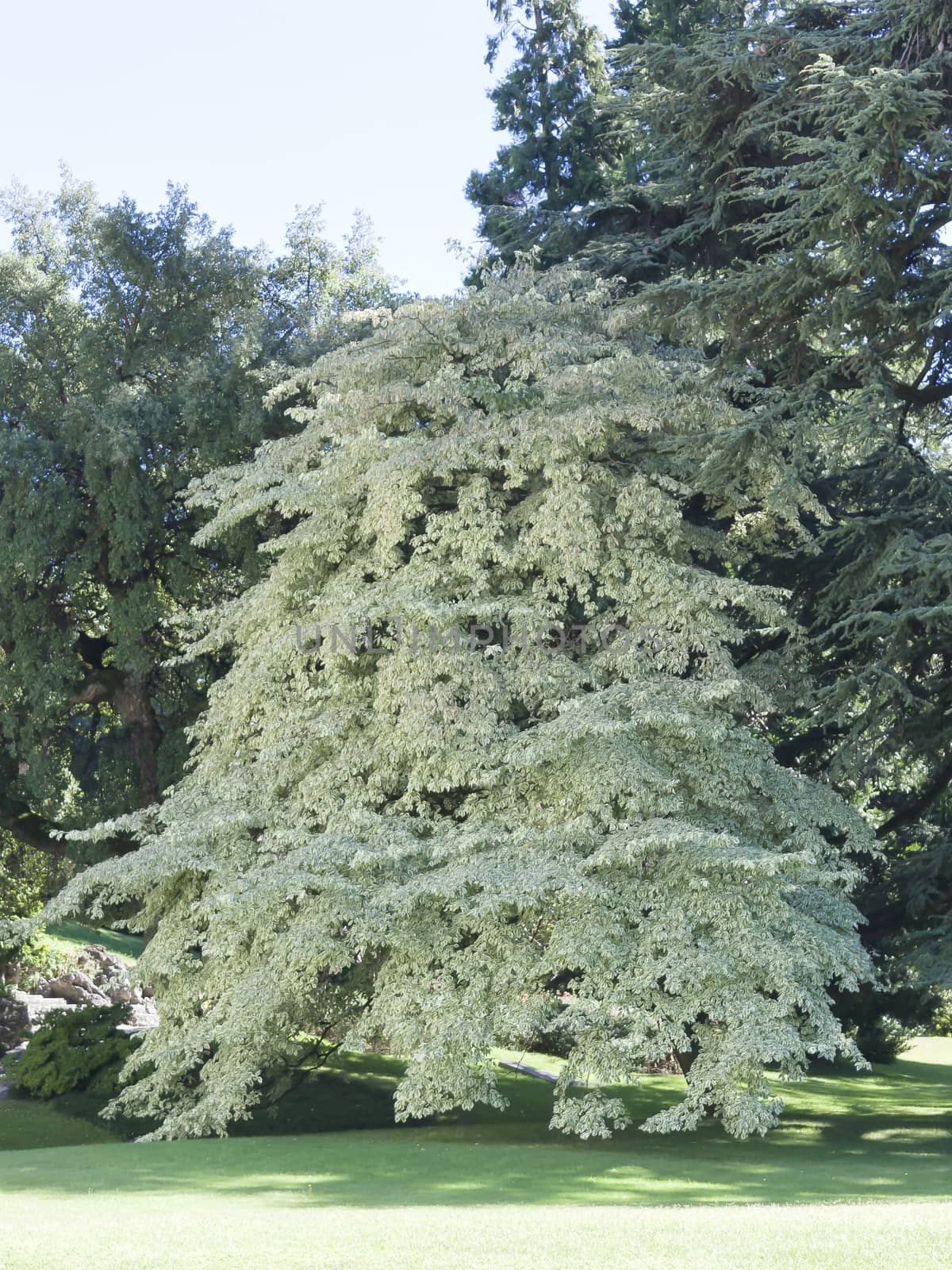 Tree at Villa Melzi  by mailos