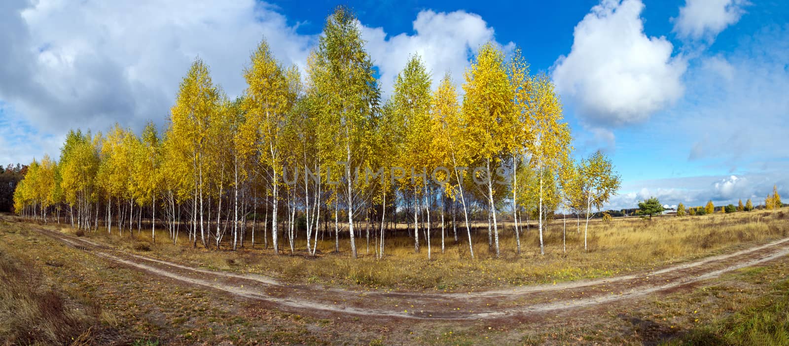 Pathway through the autumn forest by dolnikow