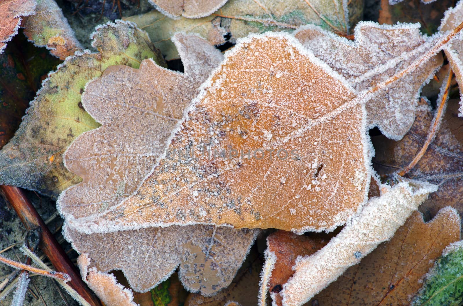 frozen autumn leafs- abstract natural background