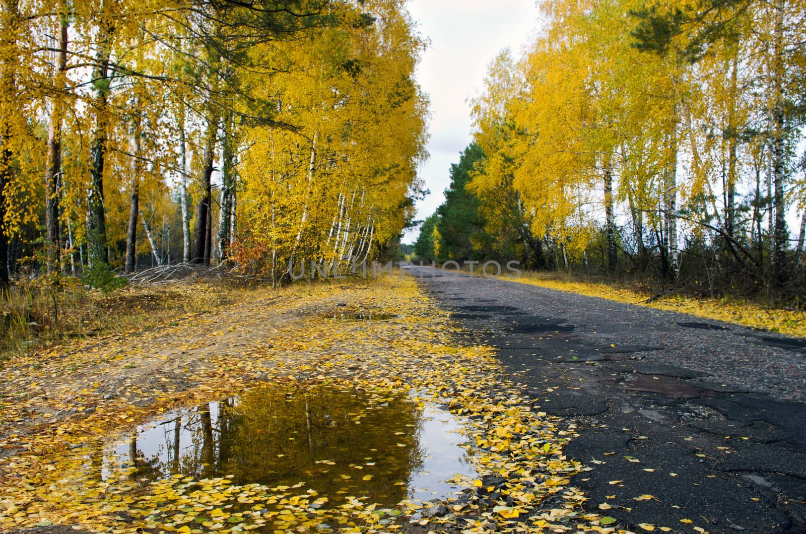 Pathway through the autumn forest by dolnikow