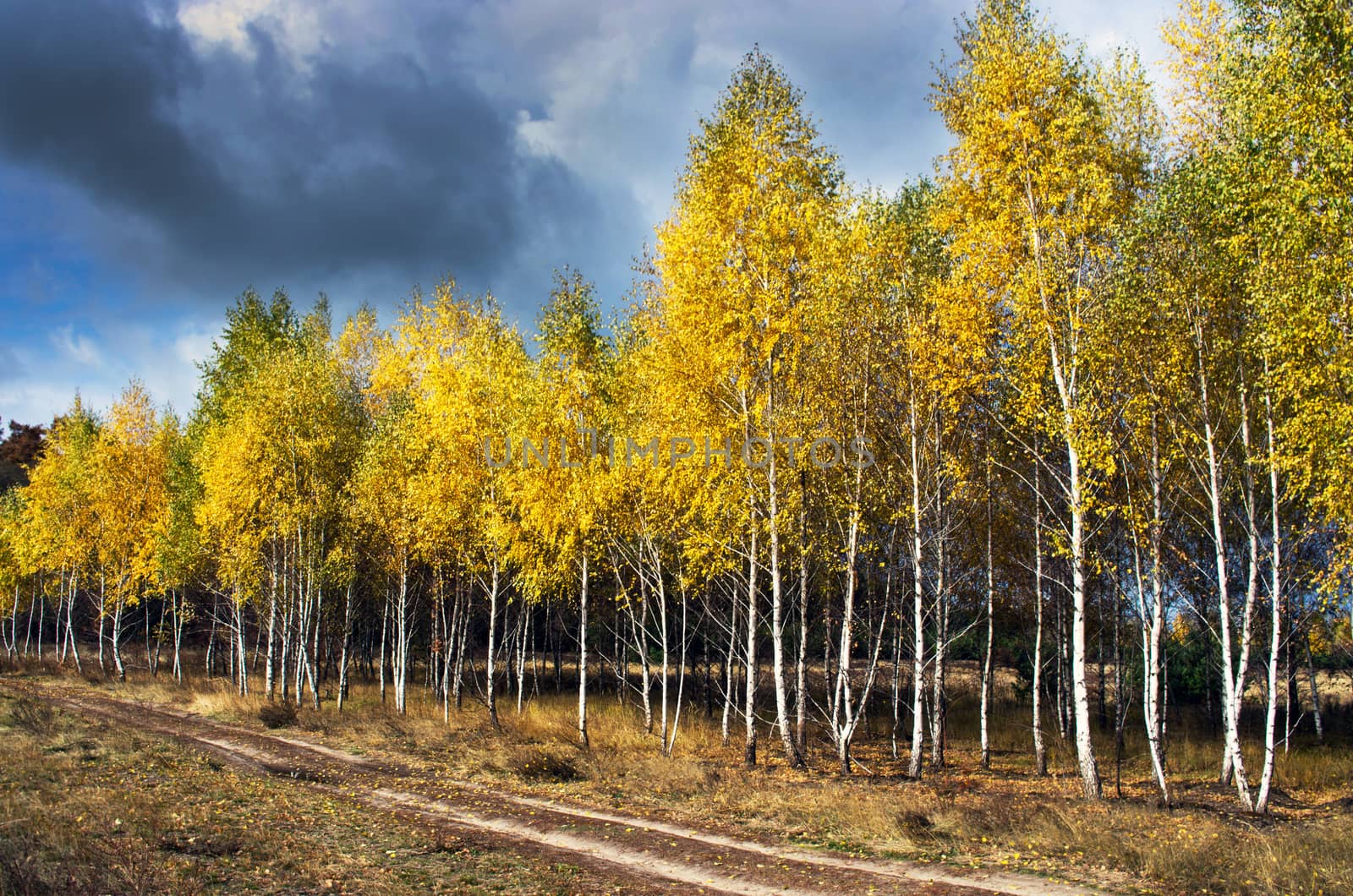 Pathway through the autumn forest