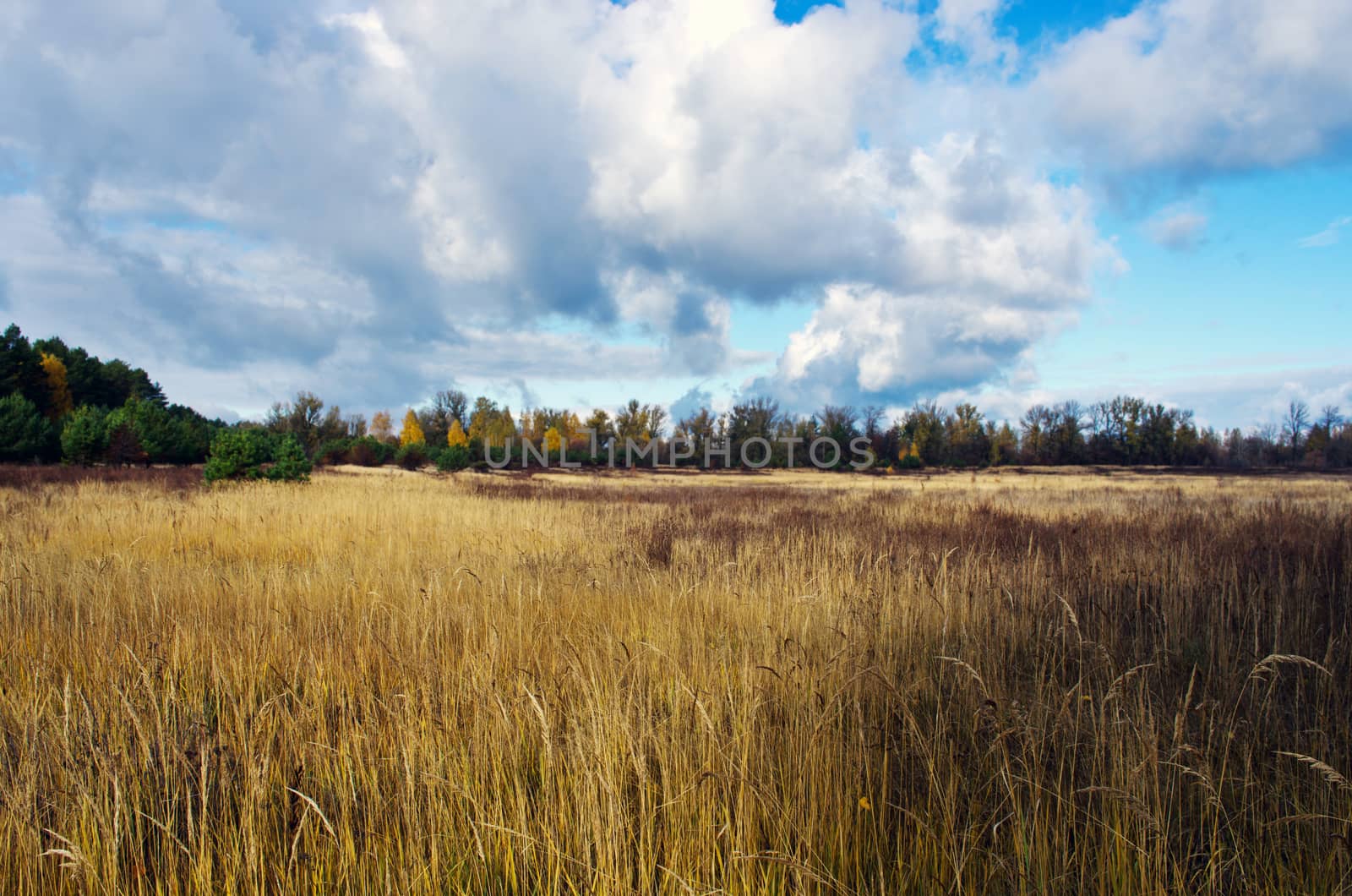 Collection of Beautiful Colorful Autumn Leaves / green, yellow,  by dolnikow