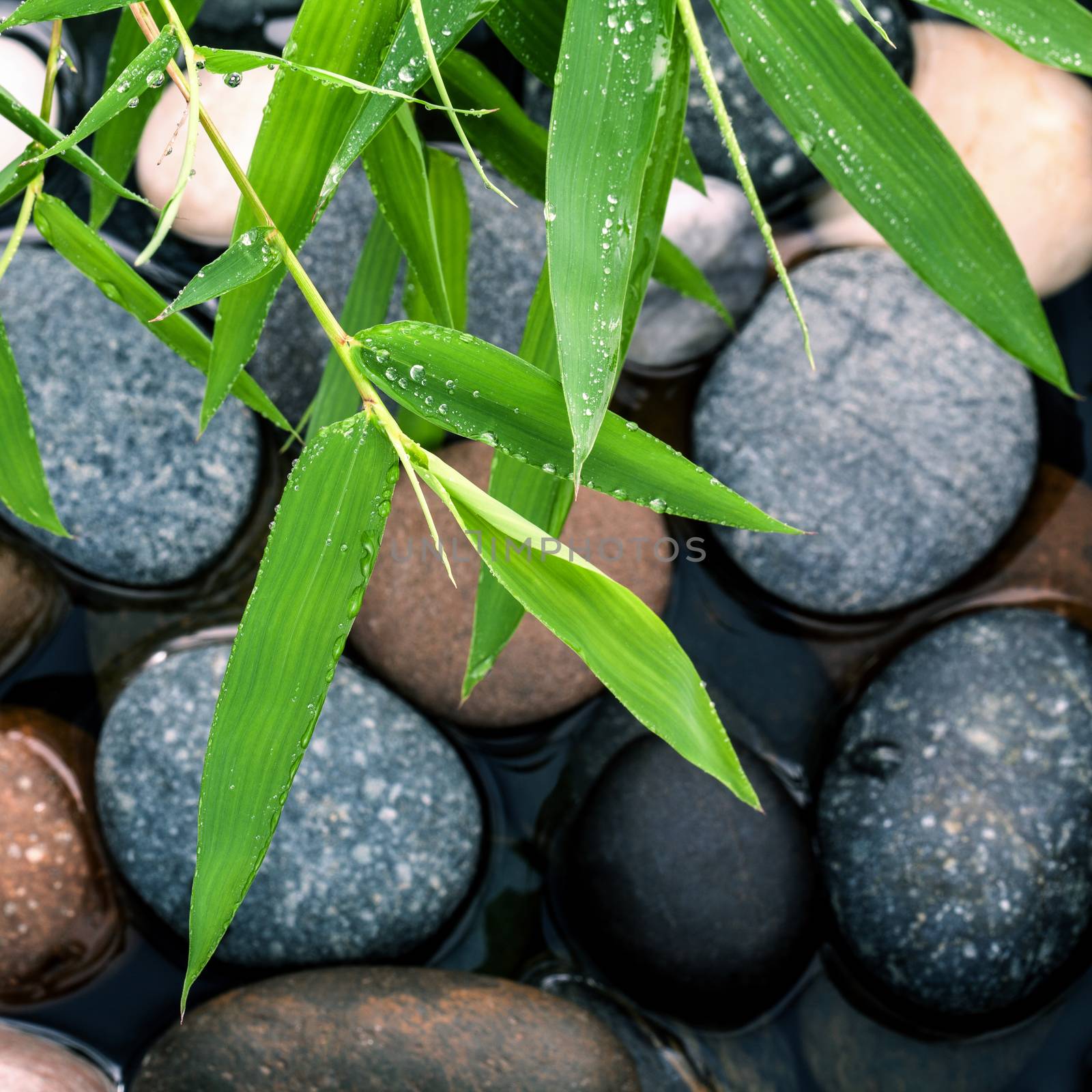 The River Stones spa treatment scene and bamboo leaves with rain by kerdkanno