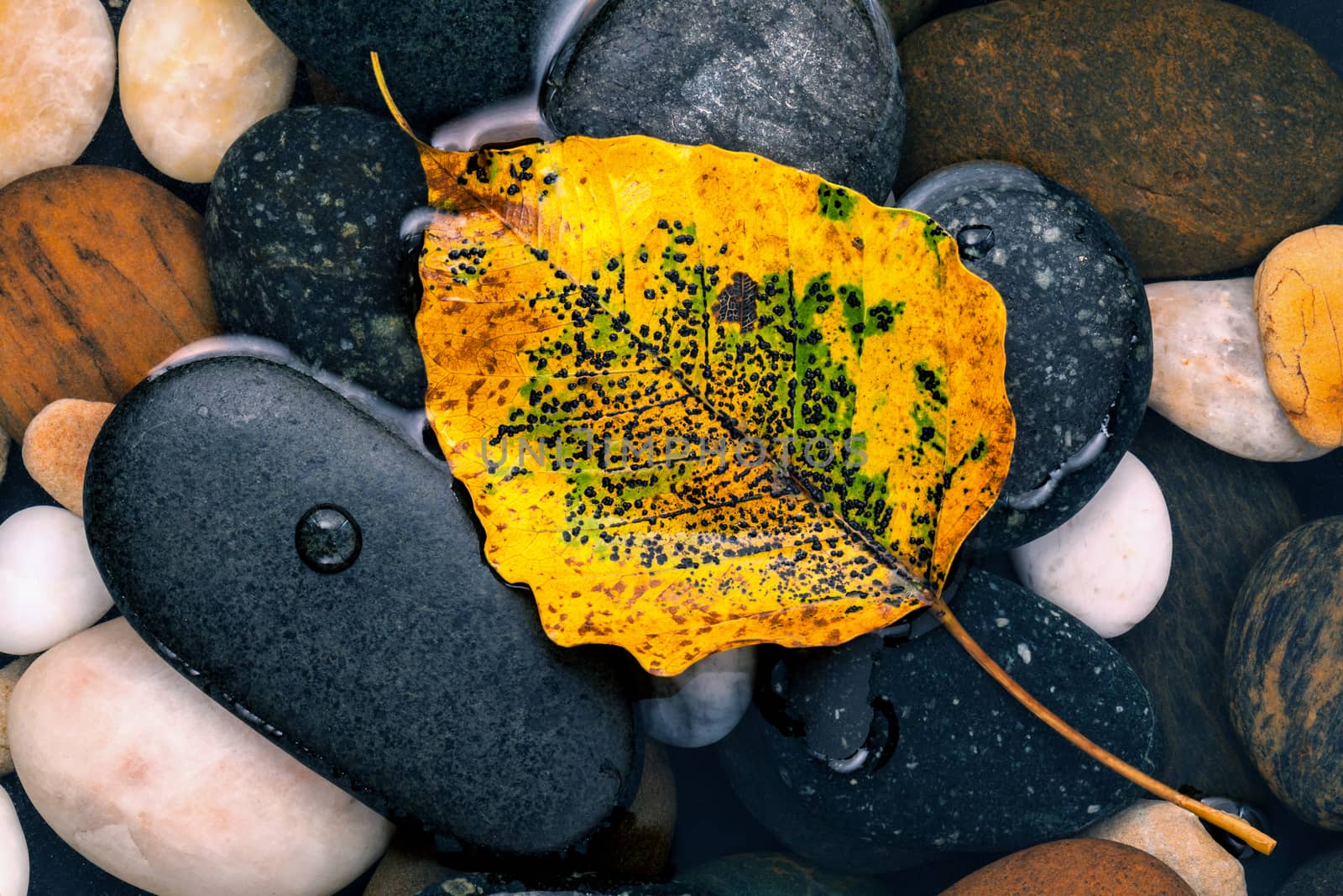 The yellow bodhi  leaves falling on river stone zen , peaceful,  by kerdkanno