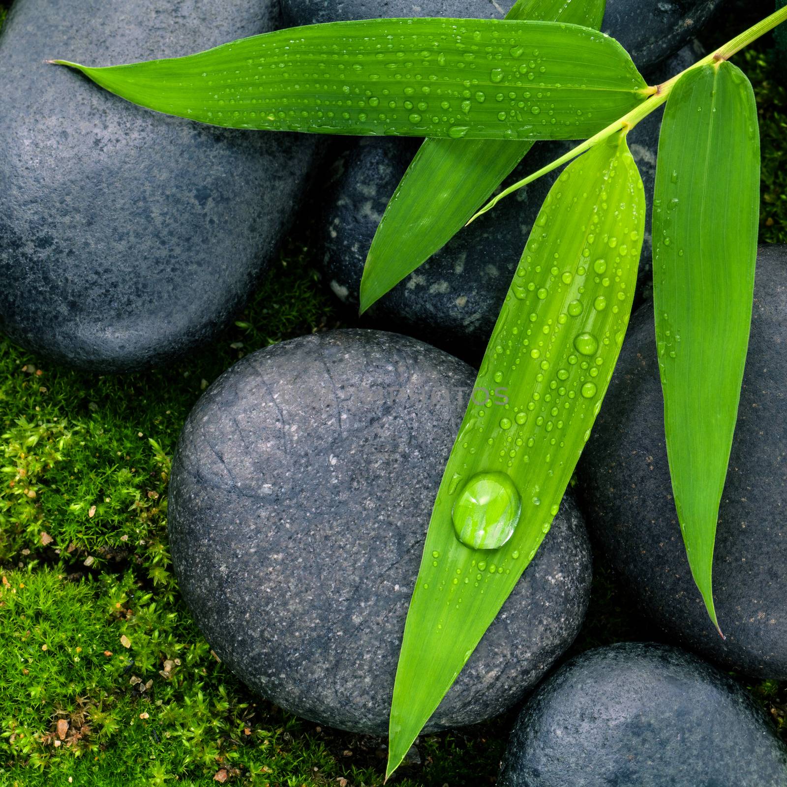 The River Stones spa treatment scene and bamboo leaves with raindrop zen like concepts.