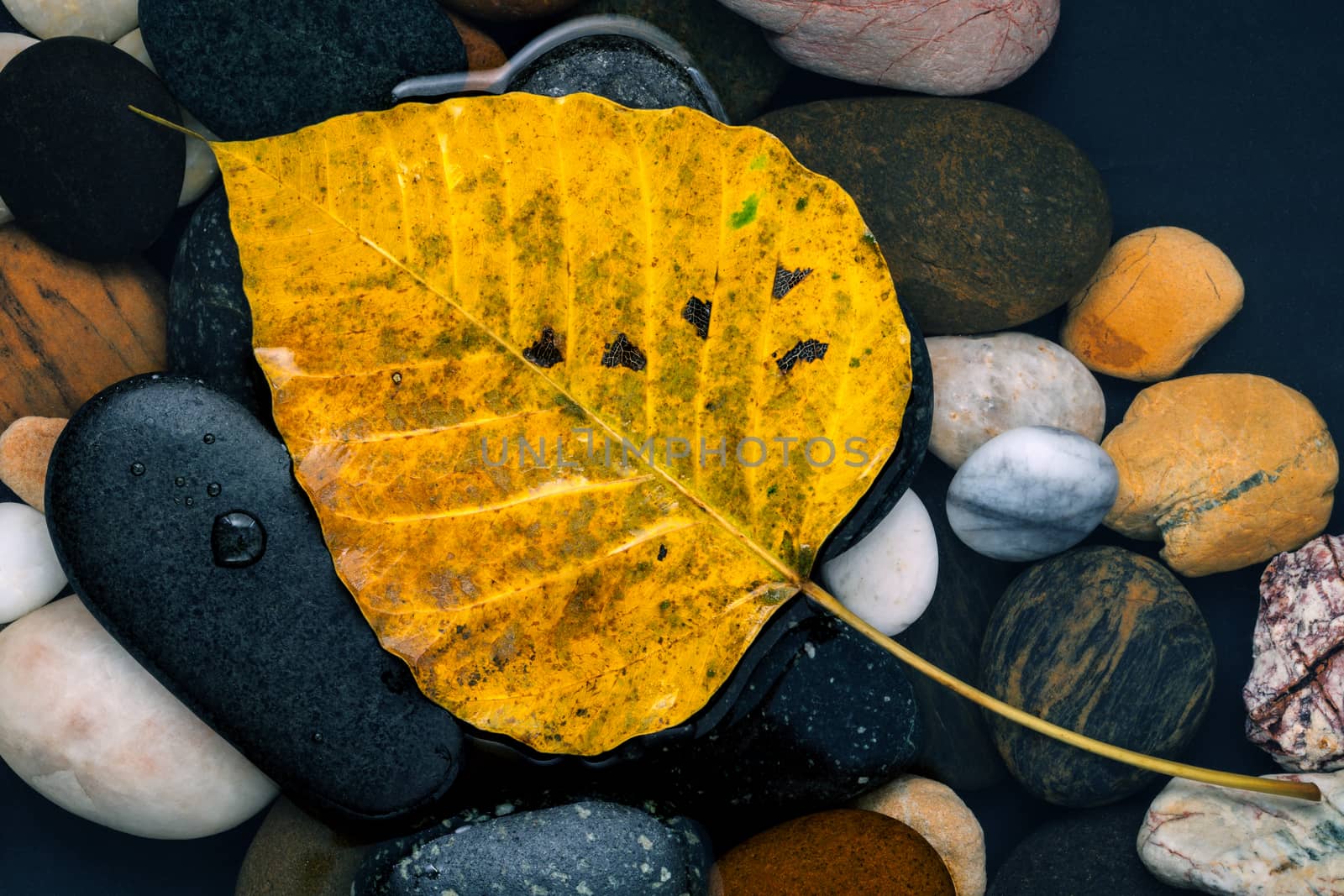 The yellow bodhi  leaves falling on river stone zen , peaceful,  by kerdkanno