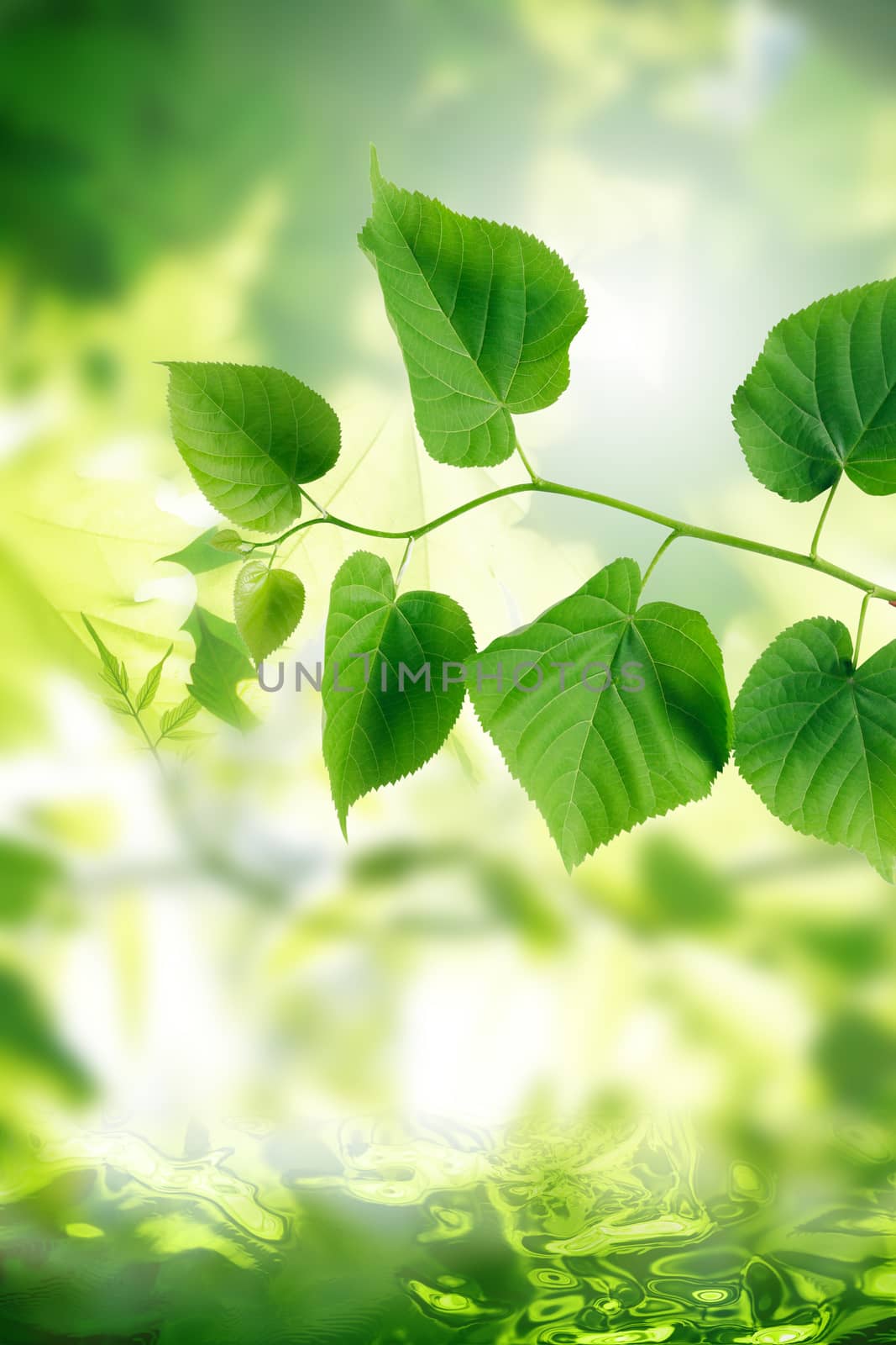 Green Leaves Background by kvkirillov