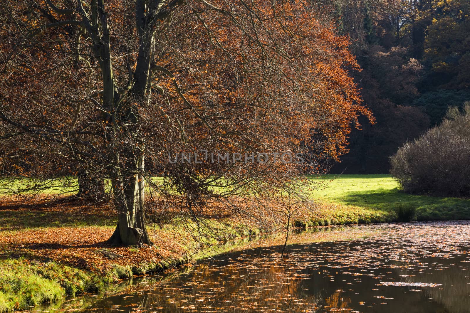 The leafy tree in the morning and the Pond by hanusst