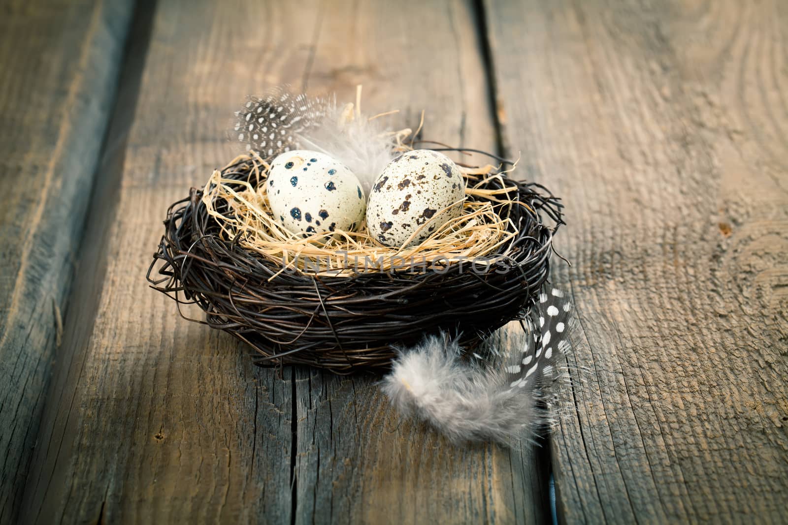 quail eggs in nest on wooden background by motorolka