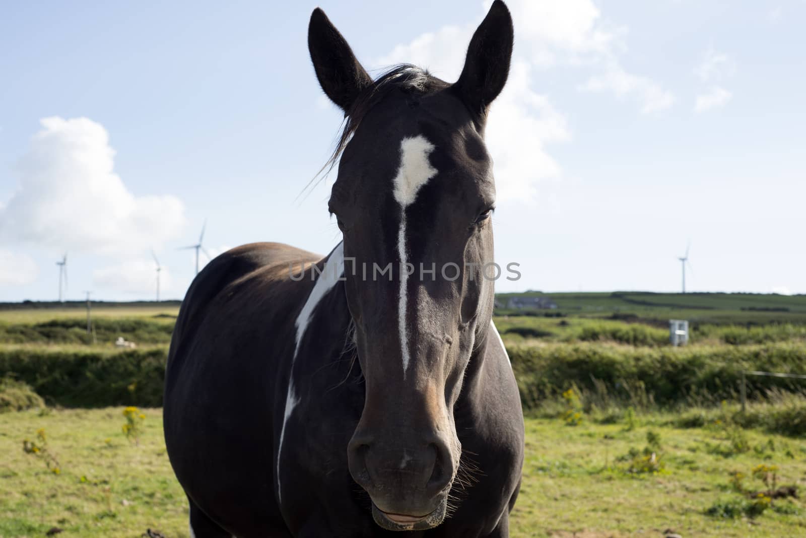 horse in a field near to windmills by morrbyte