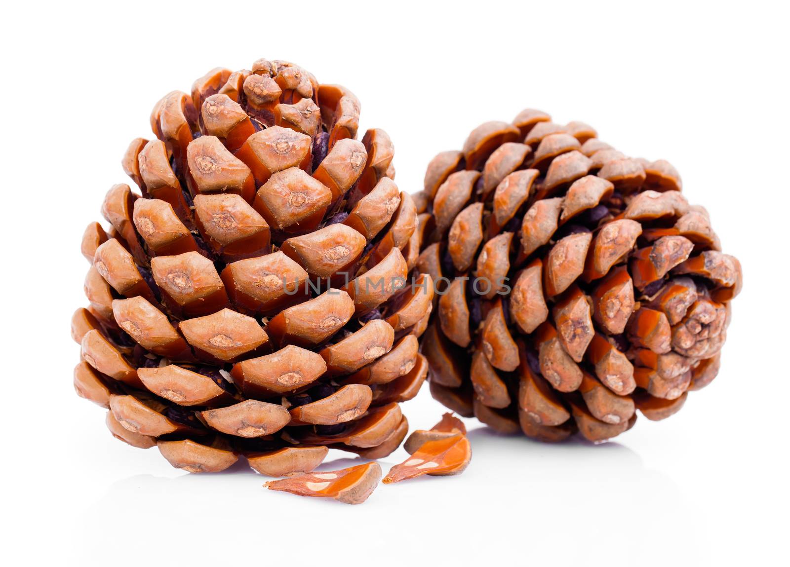 cedar pine cones with nuts isolated on white background by motorolka