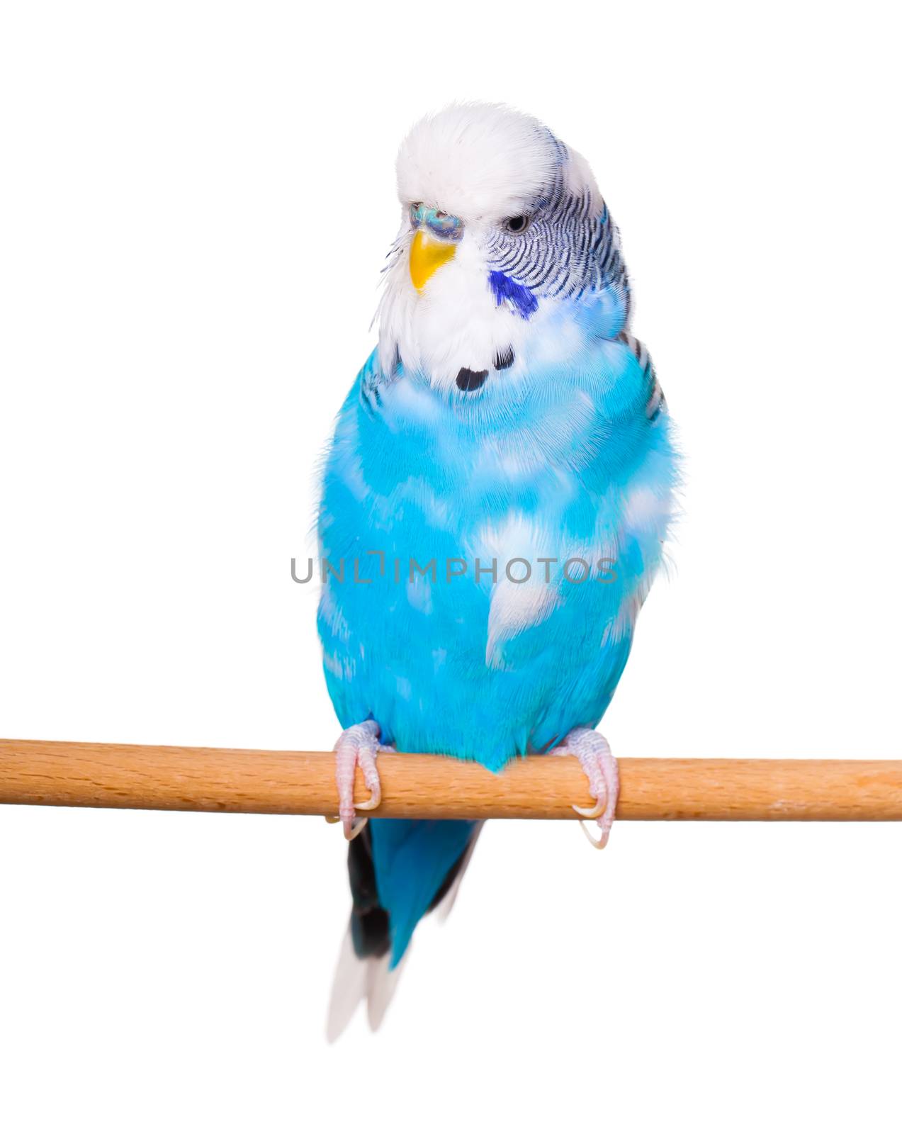 Budgie on the white backgro