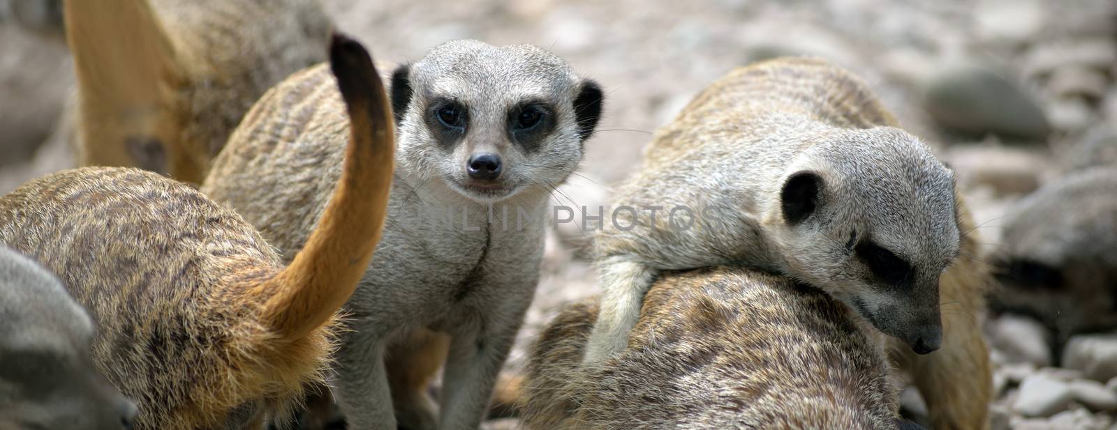 meerkat family in fota wildlife park by morrbyte