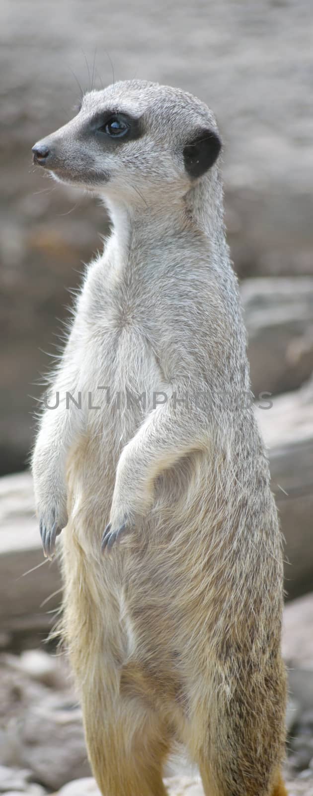 meerkat in fota wildlife park by morrbyte