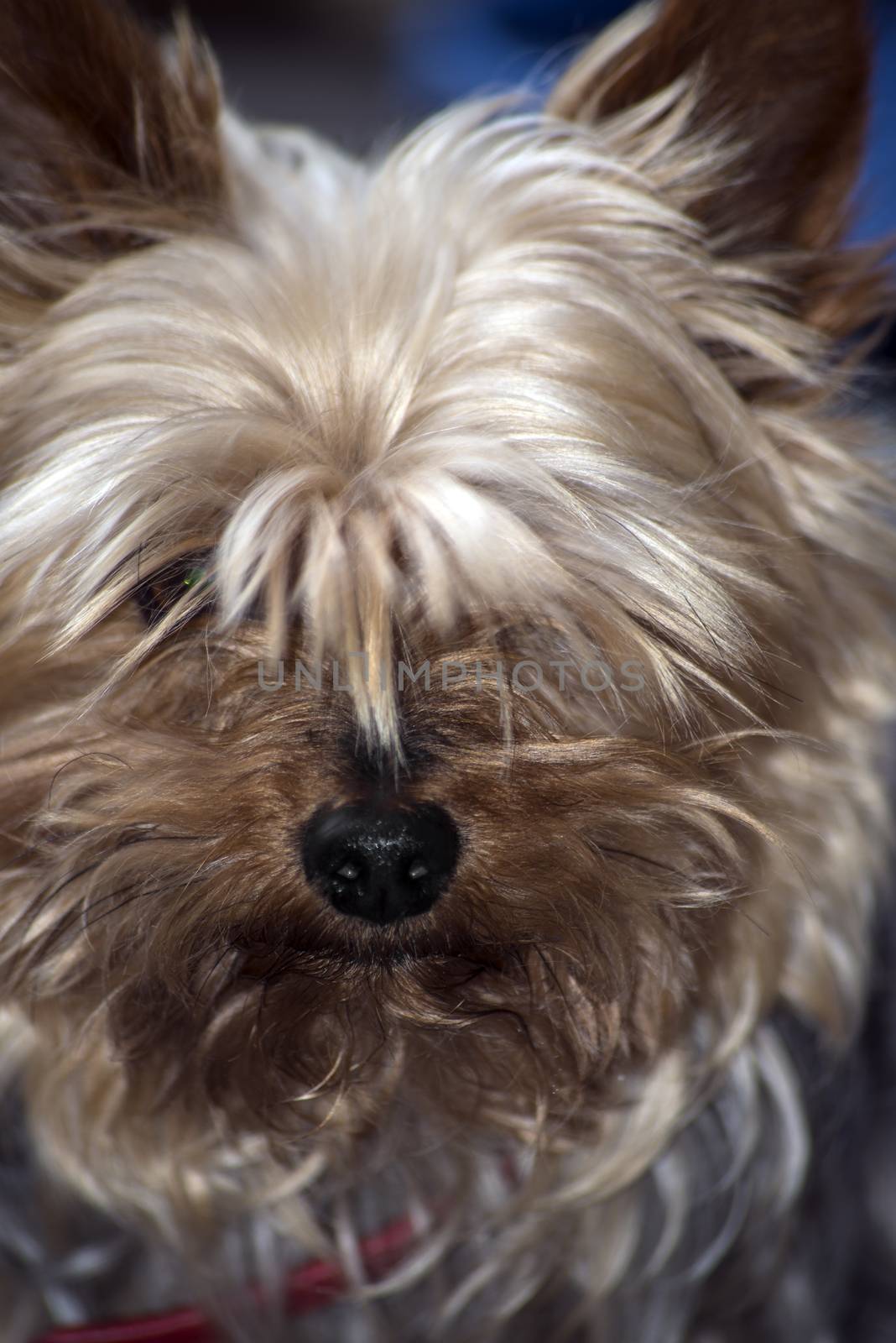 mini yorkie dog portrait by morrbyte