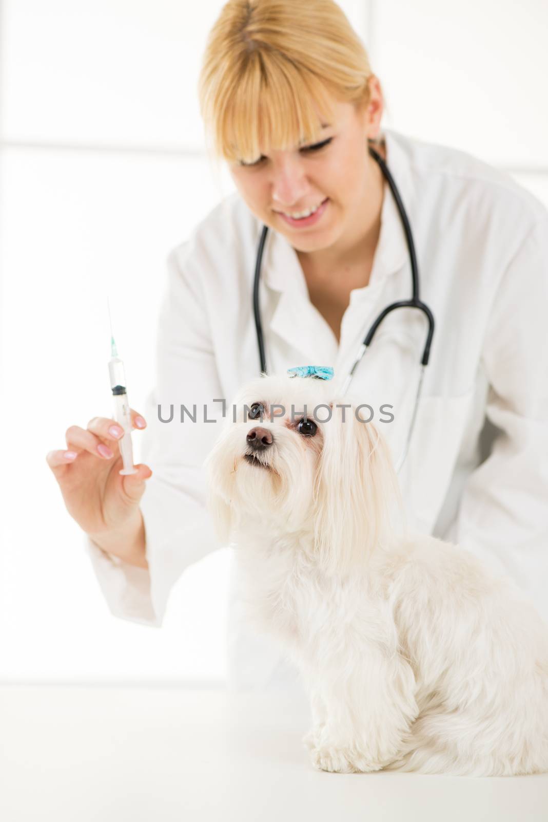 Young female veterinary vaccinating a maltese dog at the doctor's office