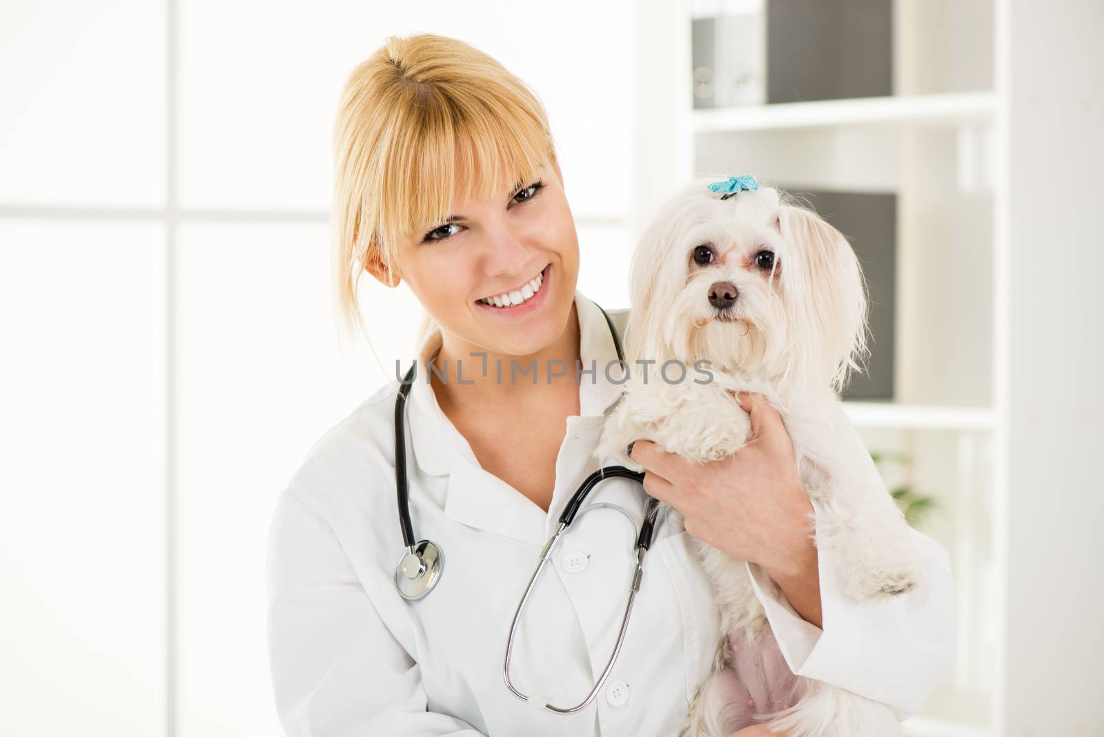 Young female veterinary holding a maltese dog at the doctor's office