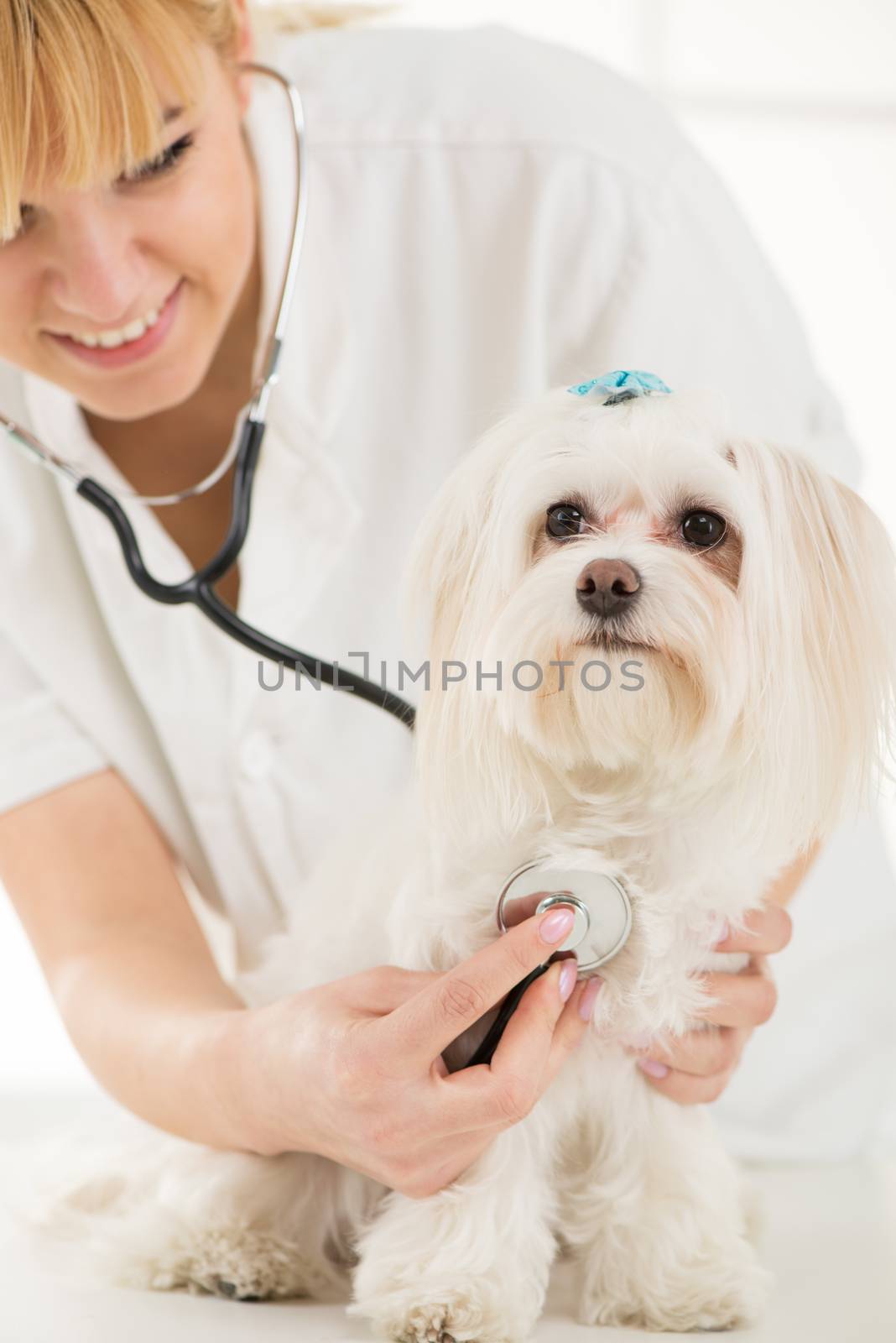 Young female veterinary examining a maltese dog at the doctor's office