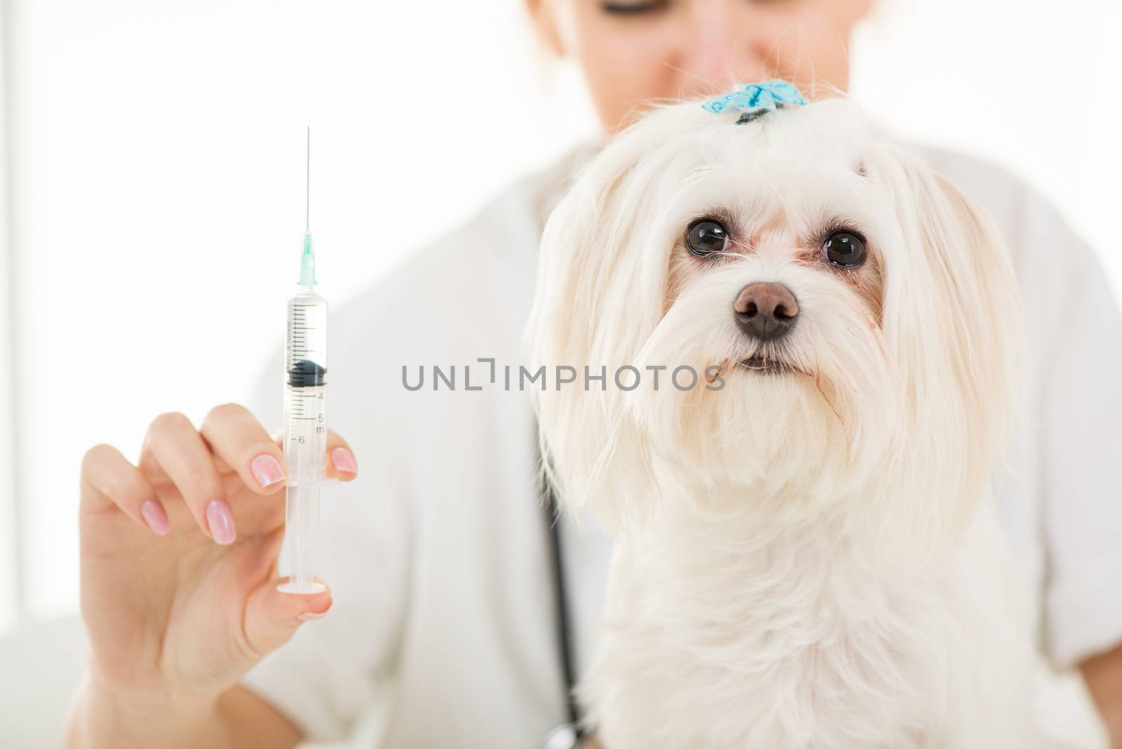 Young female veterinary vaccinating a maltese dog at the doctor's office. Close-up.