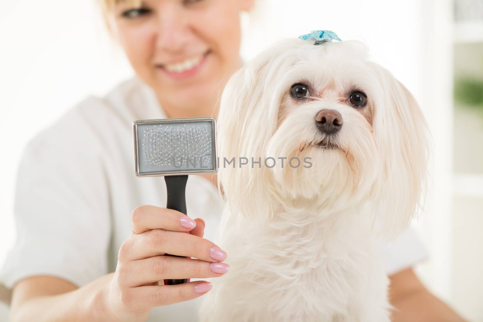 Dog Grooming by MilanMarkovic78