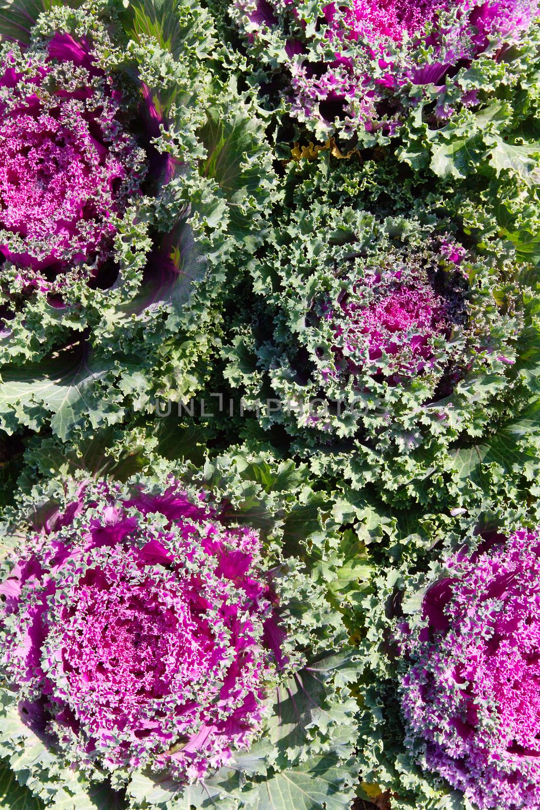 Close up image of Lettuce in Farm