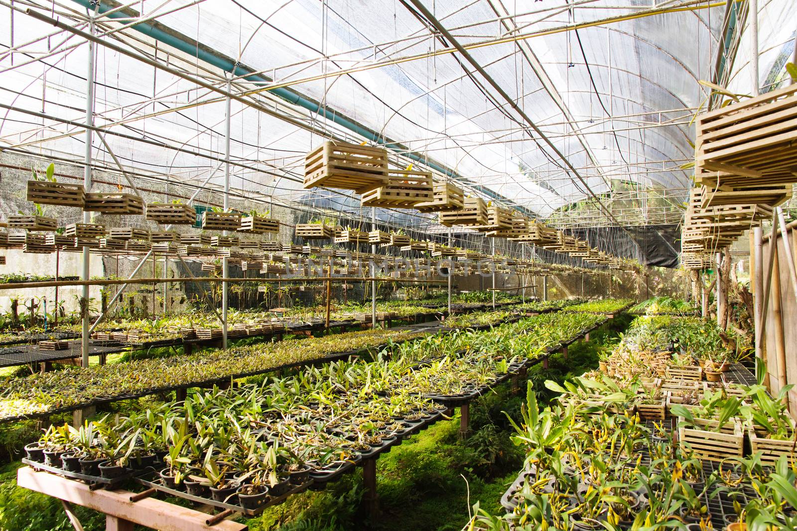 Orchid Plant Nursery