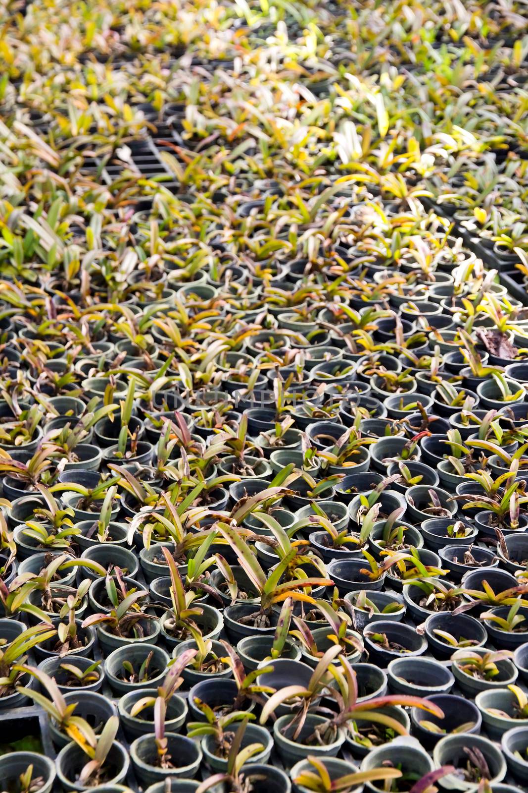 Orchid Plant Nursery