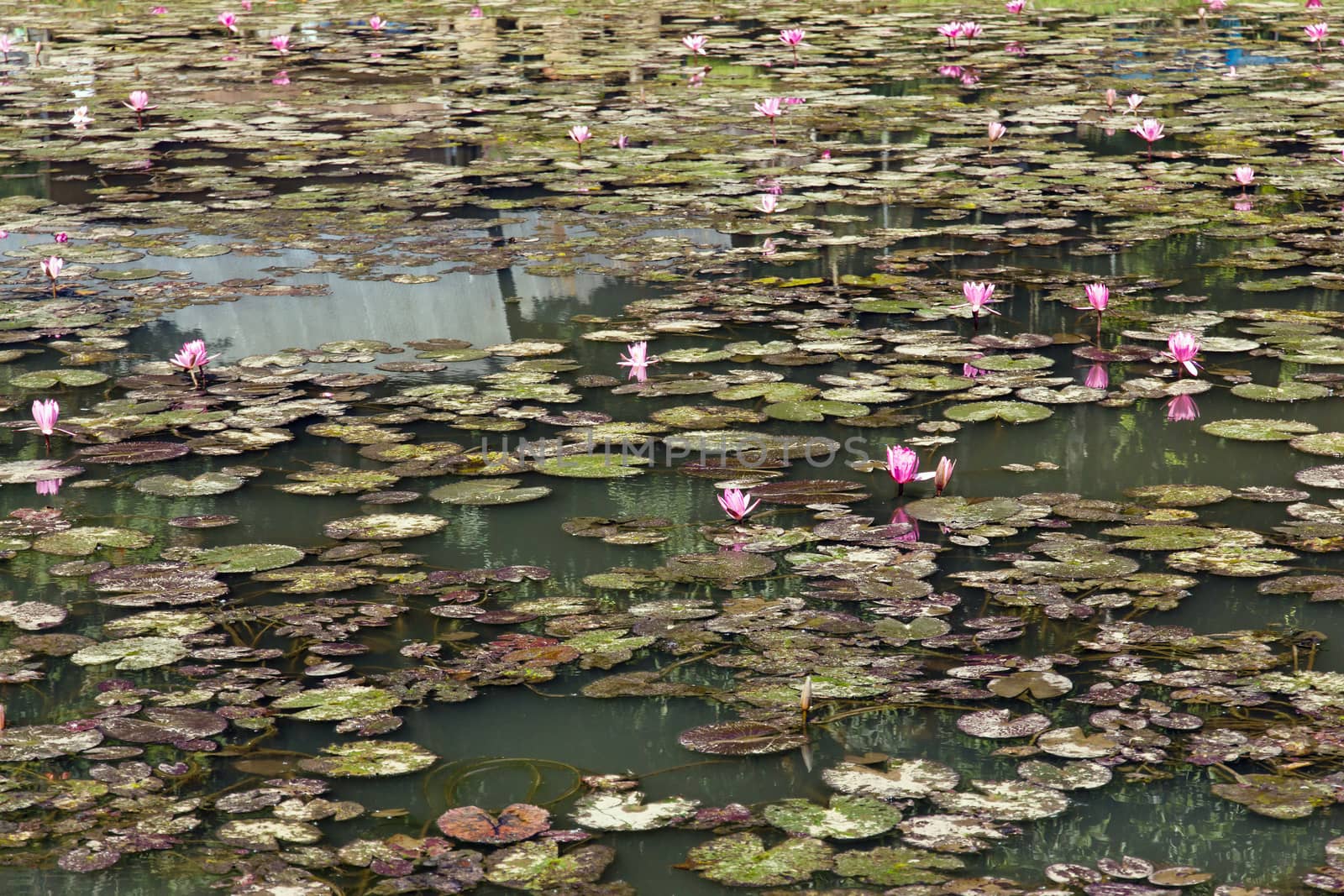 Waterlily, lotus flowers in pond